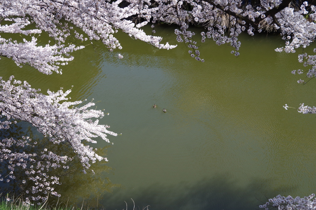 お堀の桜-5