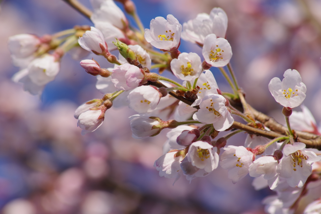 江戸彼岸桜は可愛い花