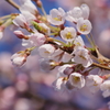 江戸彼岸桜は可愛い花