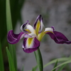 花菖蒲の季節-長井鷹の爪