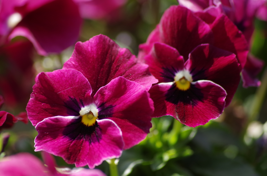 春を待つ心‐パンジー赤紫