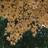 紅葉輝く晩秋4