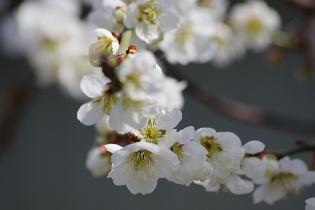 花散歩‐白梅