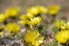 春の陽気の花散歩‐福寿草