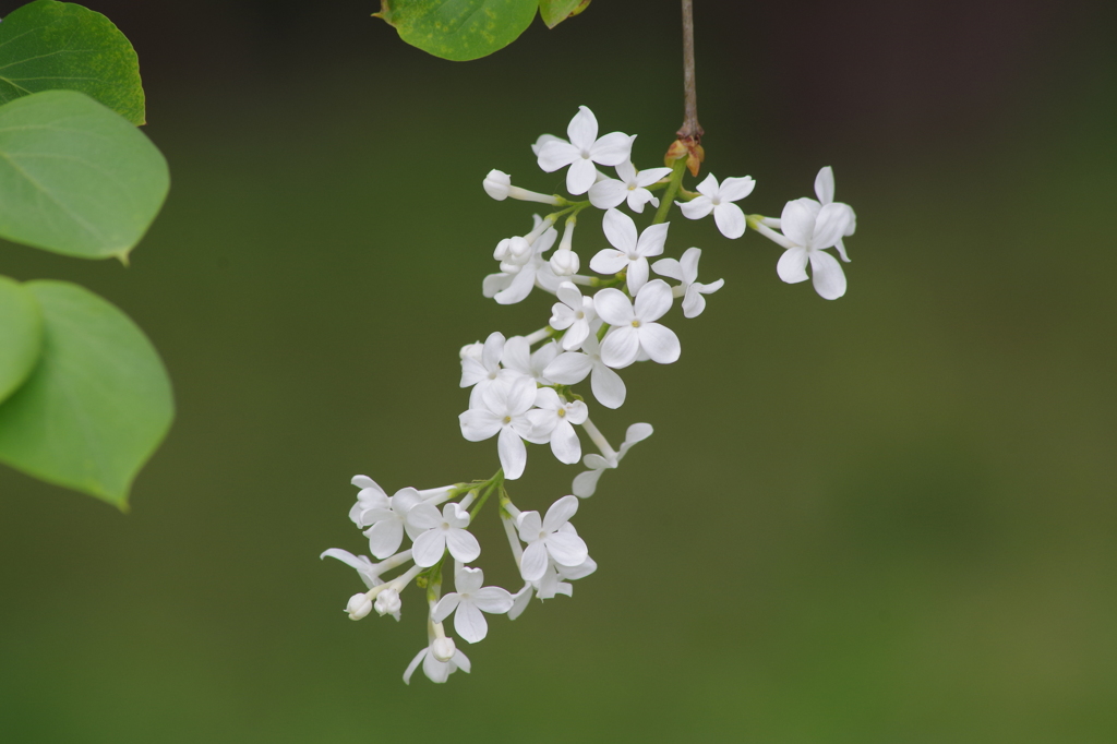 リラの花咲く頃-2