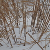 生きてた証し-4