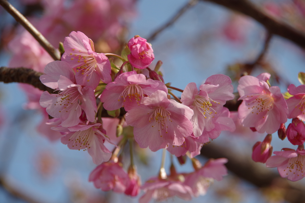 春が開く-河津桜2