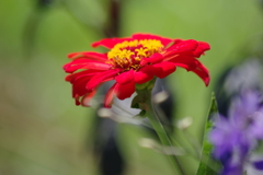 花散歩‐百日草