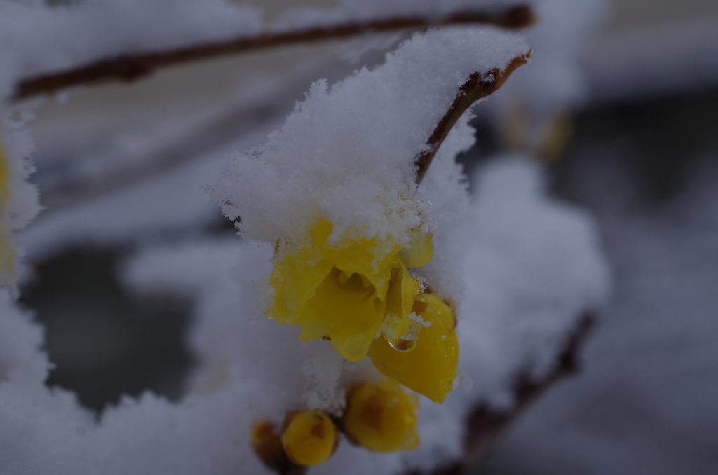 ふうわり雪の下の蝋梅-1