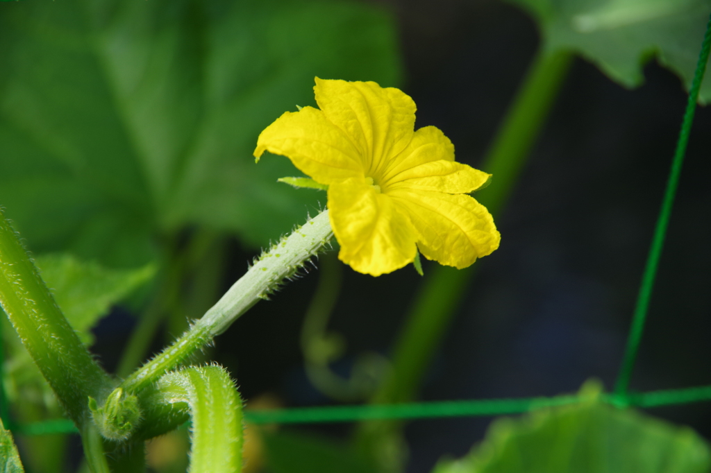黄花の野菜-きゅうり