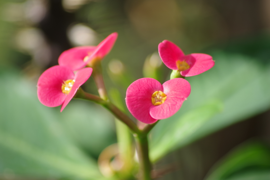温室の花‐ハナキリン