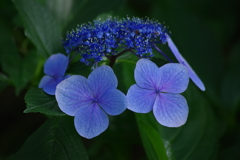 秋の入り口の紫陽花