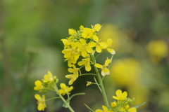 花散歩‐野菜の花2