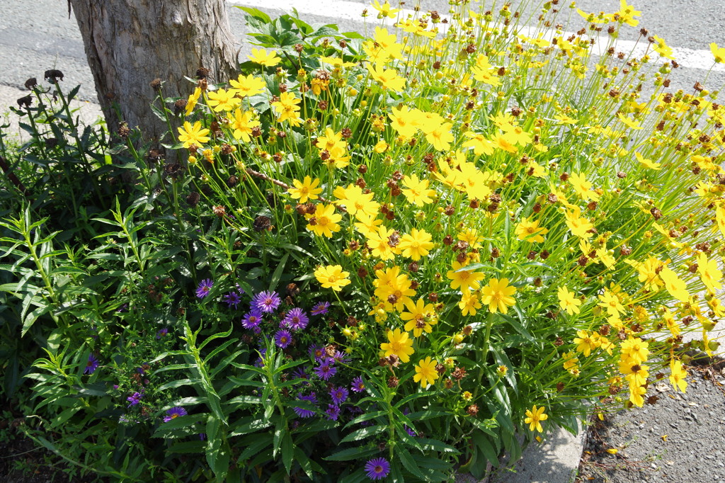 樹下の花想い5