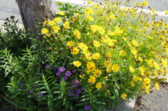 樹下の花想い5