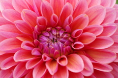 秋田のダリア最終章-40