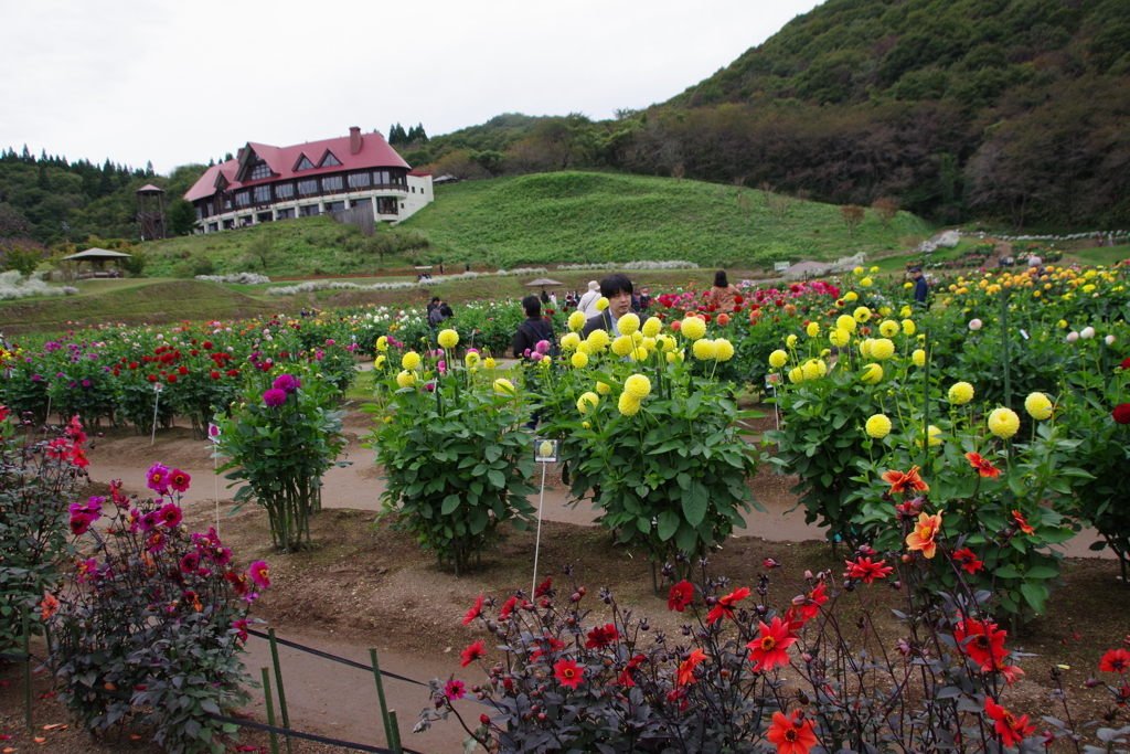 秋田国際ダリア園-1