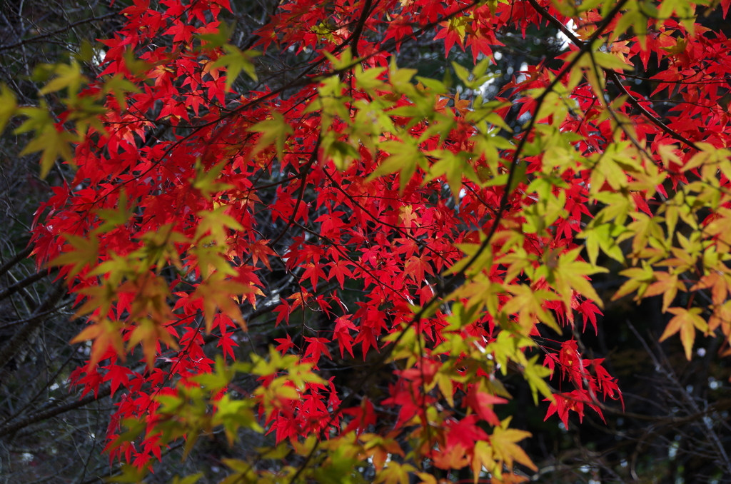 紅葉を重ねて