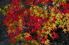 紅葉を重ねて