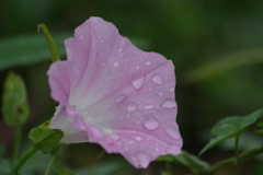 雨の日の花散歩-昼顔