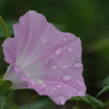 雨の日の花散歩-昼顔