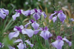 花散歩₋花菖蒲1
