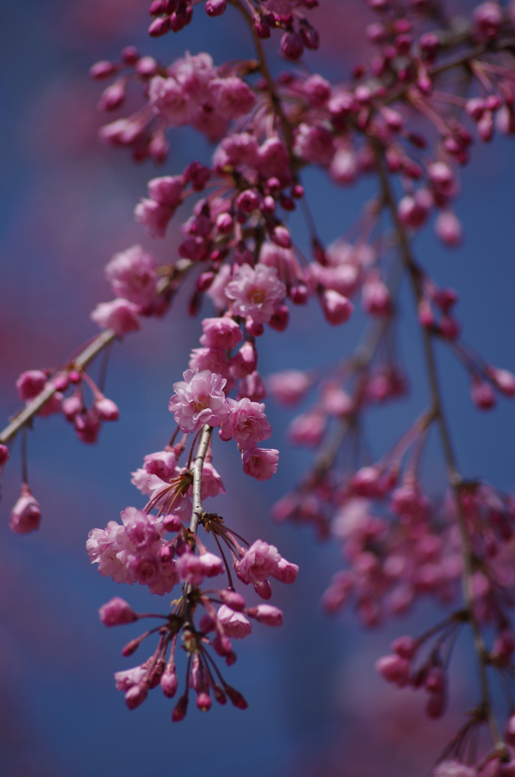 春を待つ心-桜1