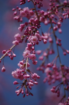 春を待つ心-桜1