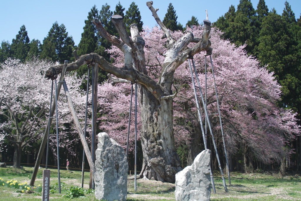 釜ノ越桜無念