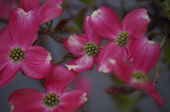 春を待つ心‐花水木