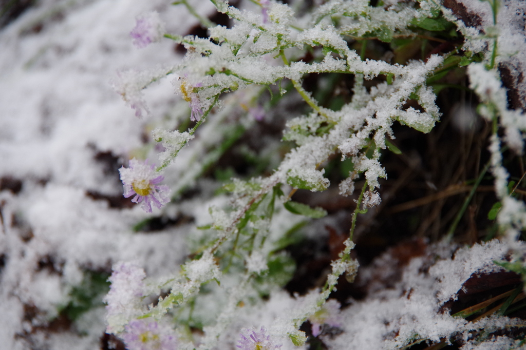 雪の野菊-12/5