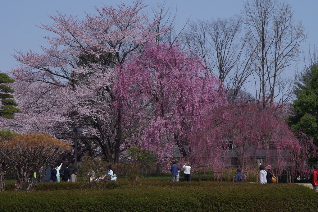 桜三色