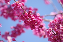 花散歩‐寒緋桜