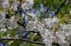 真っ白な山桜-1