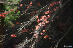 残りモミジが陽に映えて-1