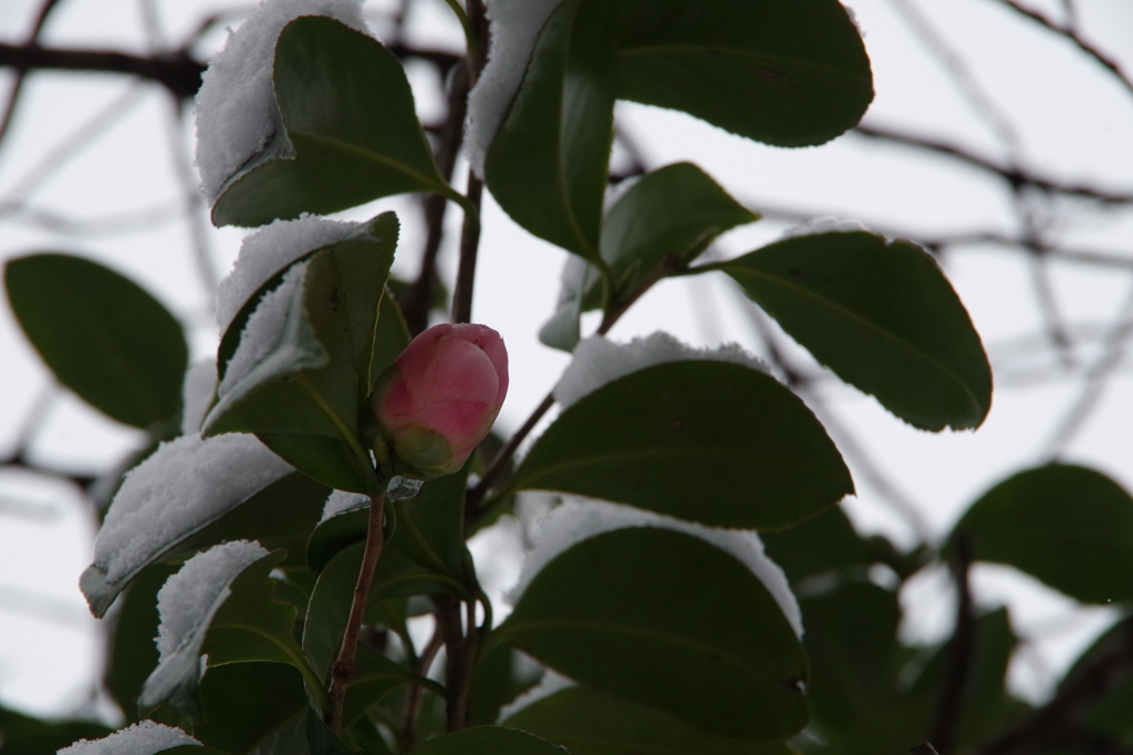 雪中椿