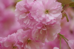 霞城公園の桜-14・八重咲
