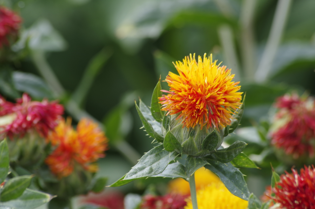 花散歩‐紅花