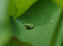 アマガエル-かくれんぼ