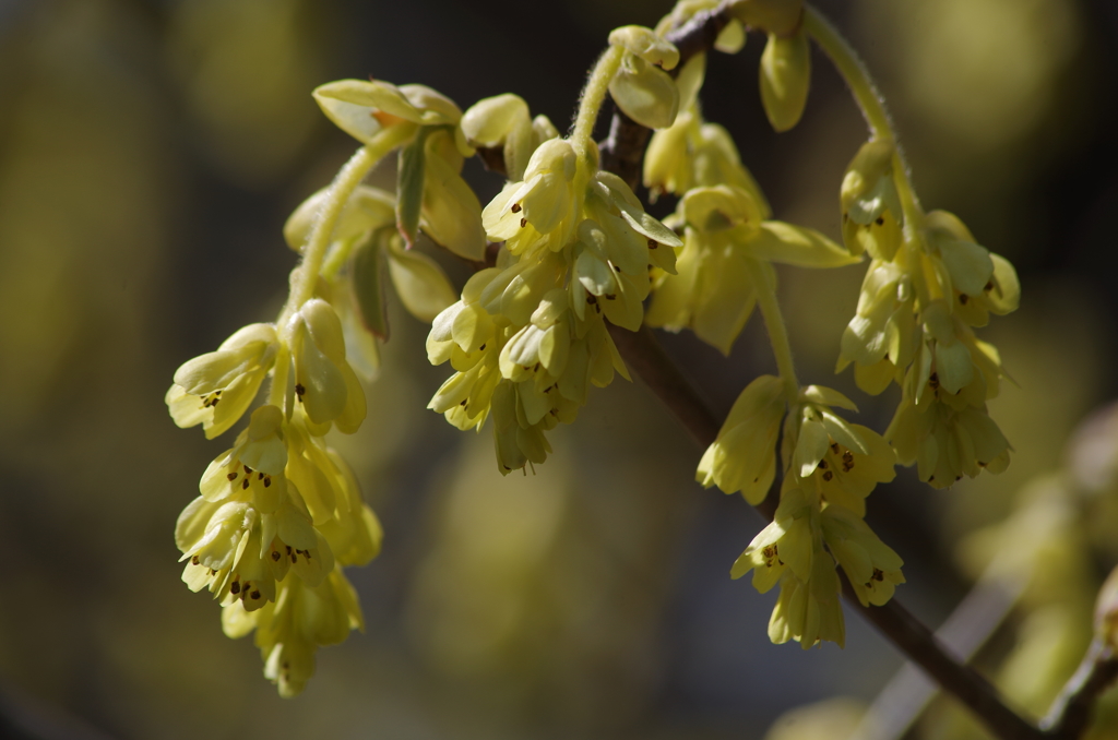トサミズキは大きな花穂-1