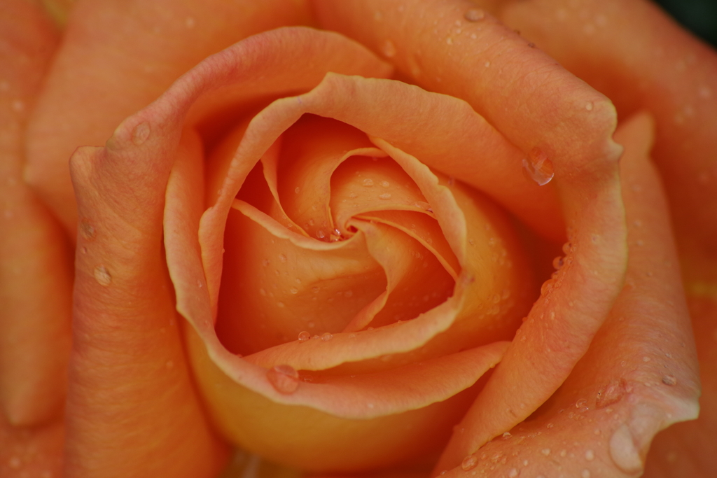 六月の薔薇-3