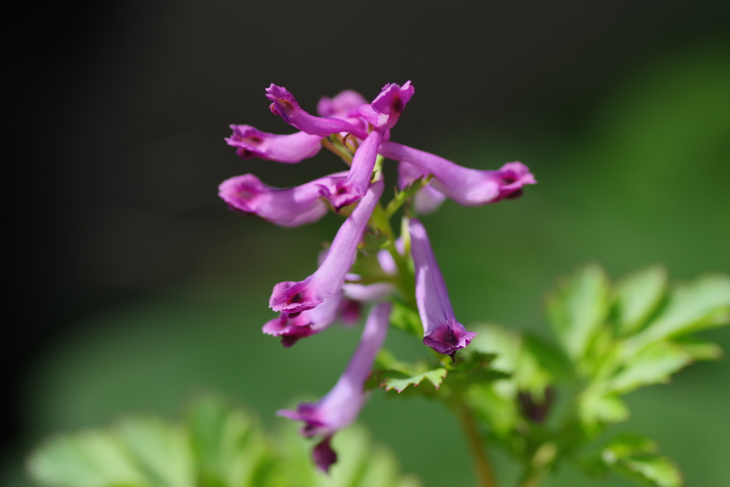 庭の花達‐紫華鬘