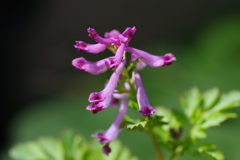 庭の花達‐紫華鬘