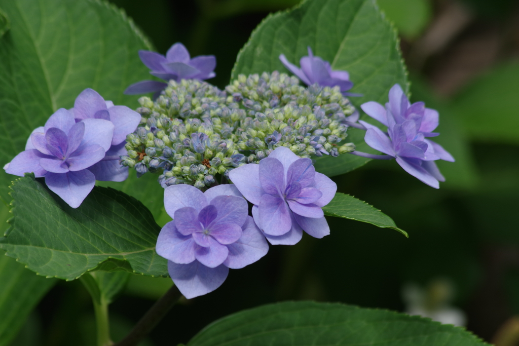 花散歩‐八重の咢紫陽花