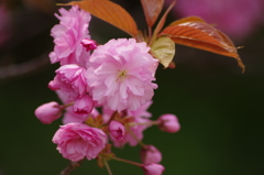 桜色・いろいろ22