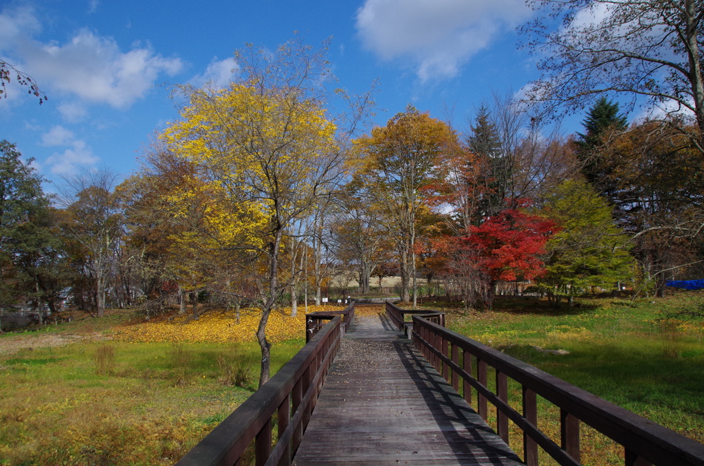 野草園の秋景色-谷にかかる橋