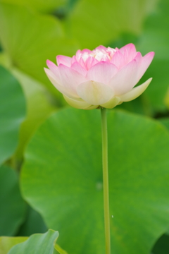 桃蓮-2