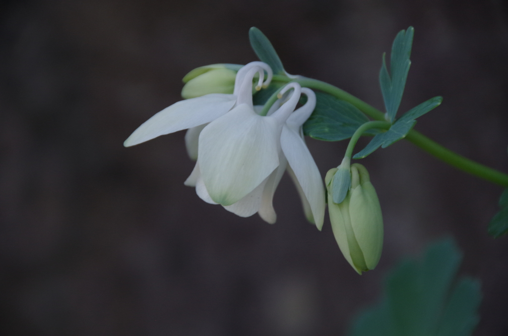 花散歩‐白花の深山苧環2