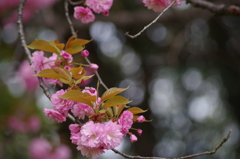 桜色・いろいろ20