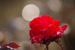 冬の薔薇-フィデリオ